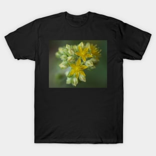 Yellow Succulent Emerging T-Shirt